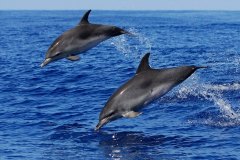 dolphins-tenerife