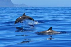 dolphins-tenerife1