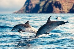 dolphins-tenerife4