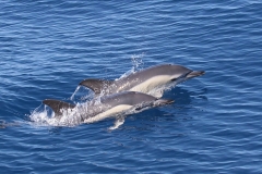 dolphins-tenerife3