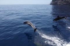 dolphins-tenerife2