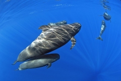 royal-delfin-tenerife8